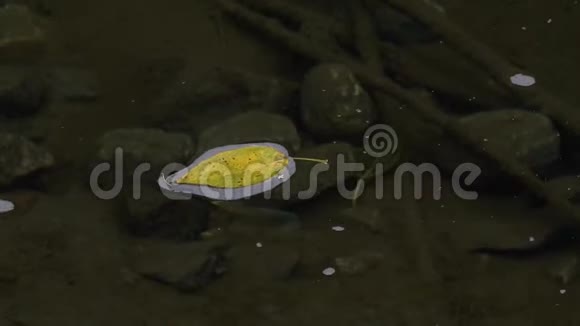 落叶浮于透明河面背景视频的预览图