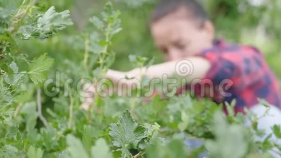 在厨房花园里种浆果的农民女孩杨梅收获时间有机食品的概念视频的预览图