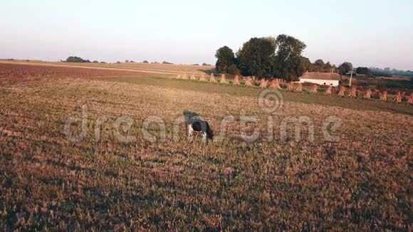 日落时草地上的牛飞过草地视频的预览图