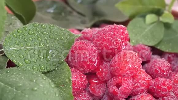 鲜甜成熟的覆盆子有水滴和绿叶视频的预览图