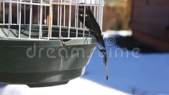 旧的黑冠羽毛风笼无人高清镜头视频的预览图