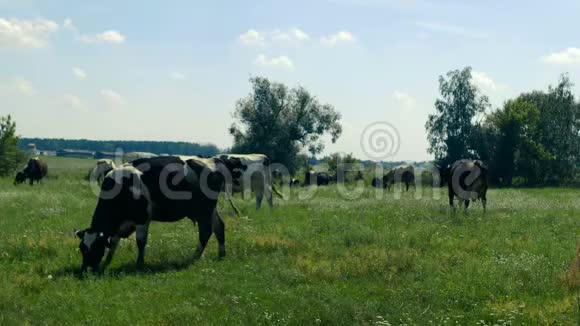 奶牛在离农场不远的田野上放牧一群牛在草地上种着花草树木吃着草视频的预览图