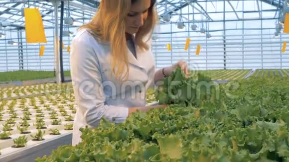 女温室工作人员正在检查一个罐子里的生菜芽健康产品生产理念视频的预览图