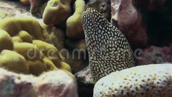 在库克群岛莫雷鳗鱼靠近五颜六色的珊瑚礁看上去很愤怒视频的预览图