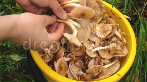 蘑菇一种可食用的寄生蘑菇有黄色的帽子和细茎生活在树木和木本灌木上视频的预览图