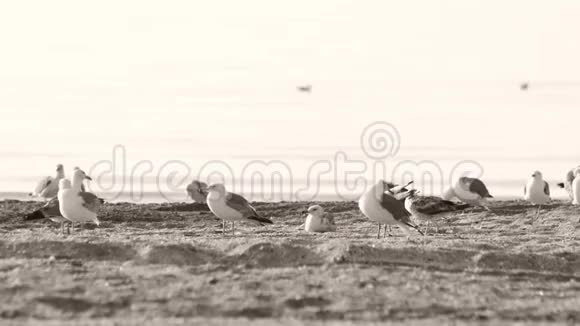 海鸥站在海滩上海浪拍打海岸视频的预览图