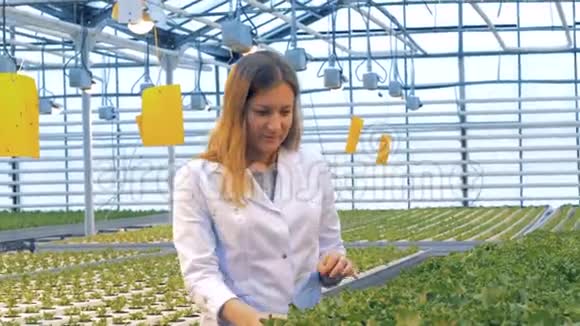 一位女士正在一个温室里检查一批全生莴苣健康产品生产理念视频的预览图
