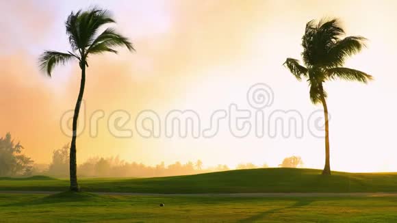 热带度假高尔夫球场棕榈树绿草坪和金色日落视频的预览图