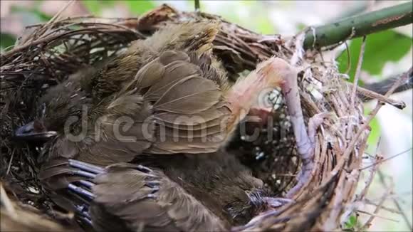 两只棕色头发的麻雀小鸟睡在泰国一个花园的巢里的镜头视频的预览图