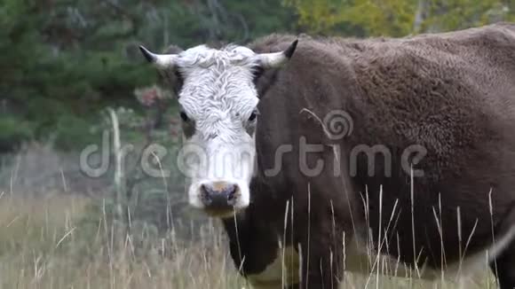 黑白牛在森林附近的草地上吃草视频的预览图