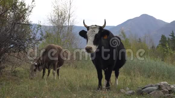 在山脚下的阿尔泰草地放牧的牛一天的照片视频的预览图