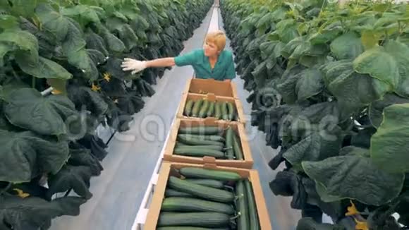 女暖房工人拉着手推车收集黄瓜有机栽培天然新鲜蔬菜视频的预览图