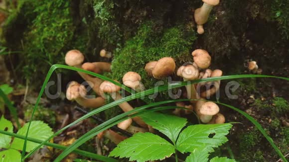 蘑菇一种可食用的寄生蘑菇有黄色的帽子和细茎生活在树木和木本灌木上视频的预览图