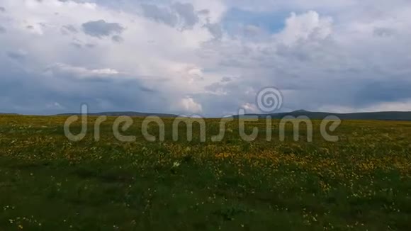 在群山的背景上点缀着黄色花朵的田野视频的预览图
