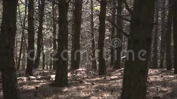 镜头向前穿过野生森林视频的预览图