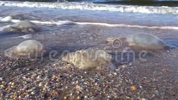 一个夏天的傍晚一只死大水母躺在即将到来的海浪中的沙滩上视频的预览图