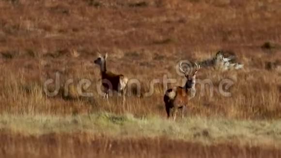 在苏格兰北部萨瑟兰的草坡中马鹿鹿鹿鹿奔跑和放牧视频的预览图
