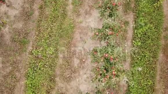 鸟瞰苹果园视频的预览图