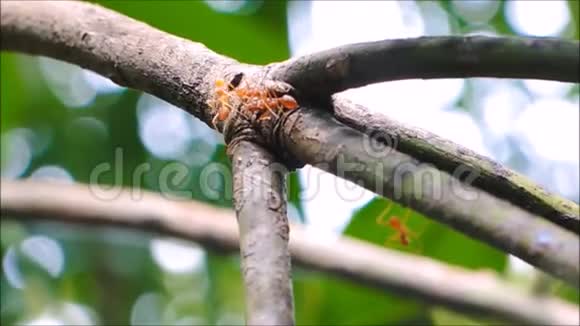 一群红蚂蚁在一棵芒果树上行走视频的预览图