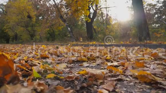 黑色SUV穿过小巷背景阳光五颜六色的秋叶从汽车轮下飞了出来视频的预览图