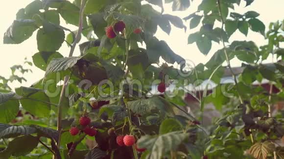 在花园里采摘树莓在罐子里视频的预览图