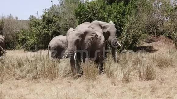 肯尼亚马赛马拉以草为食的大象视频的预览图