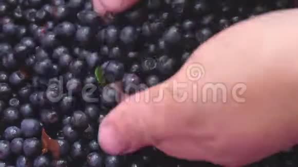 手拿着一束蓝莓新鲜采摘的野生蓝莓新鲜蓝莓或蓝莓视频的预览图