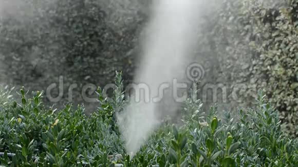 用雾灌系统浇灌植物视频的预览图