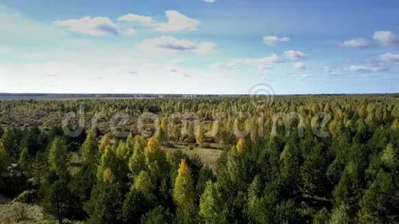 在阳光明媚的秋日观赏广袤的松树和白桦林视频的预览图