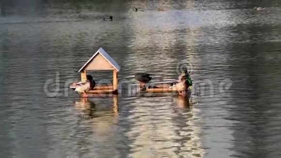 鸭子在公园池塘里的木屋里痒痒视频的预览图