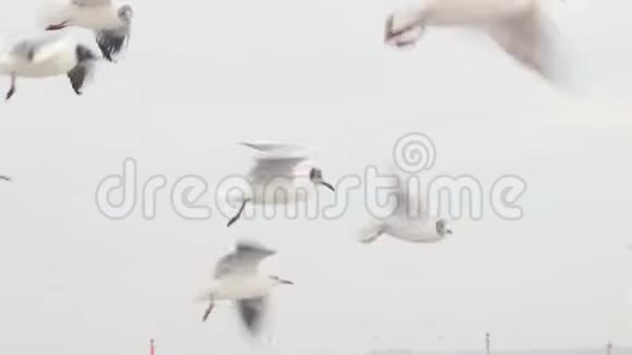 从电影角度看海鸥群在空中觅食野生动物的概念视频的预览图
