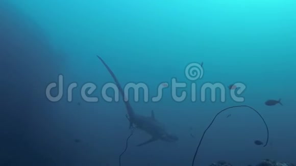 深海录像深海海雀在珊瑚水下游泳菲律宾硕士视频的预览图