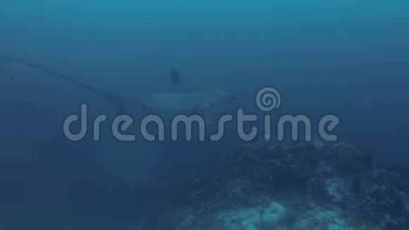 深海录像海鲨潜游水下莫奈德浅滩菲律宾大师视频的预览图