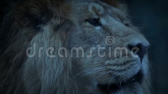 大雄狮在黄昏时特写镜头视频的预览图