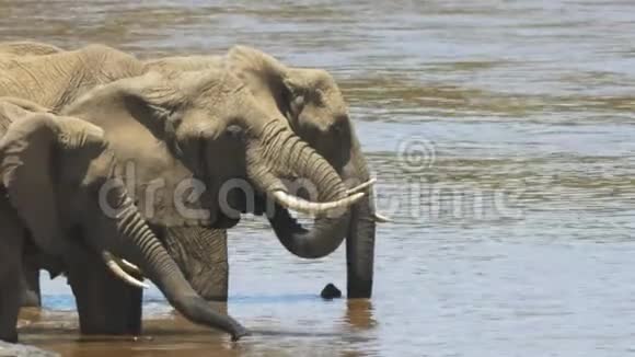 靠近马塞马拉游戏保护区的马拉河喝水的非洲象视频的预览图