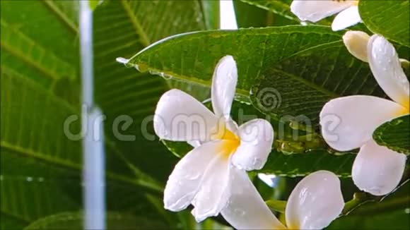 一段画面雨透过可爱的白色梅花在植物园视频的预览图