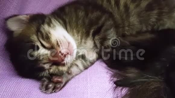 刚出生的小猫睡在柔软的丁香花盖上视频的预览图