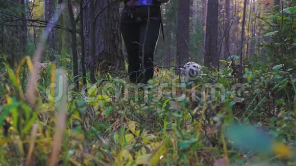 主人正在公园或森林里遛拉布拉多猎犬视频的预览图