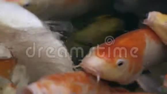 五彩的锦鲤鱼在水中婀娜多姿地游动五颜六色的锦鲤鱼在池塘中游动视频的预览图