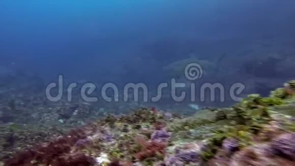 灰护士鲨鱼锯齿形鲨鱼或沙虎鲨在蓝海快速游泳视频的预览图