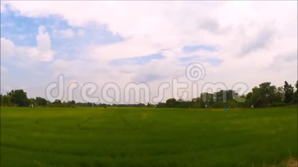 泰国农村地区绿色稻田广角视野天空阴沉视频的预览图