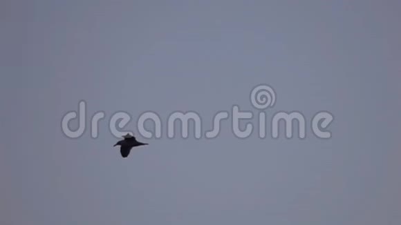 海鸥飞翔的剪影视频的预览图
