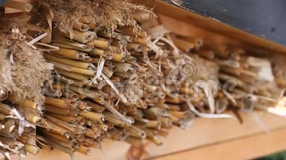 4K干甘蔗秸秆中的蜜蜂和各种昆虫筑巢视频的预览图