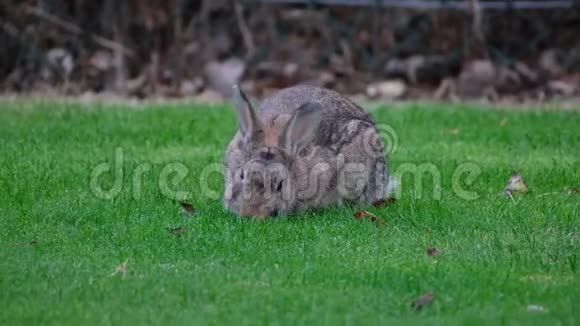 野兔在城市环境中以草坪为食视频的预览图