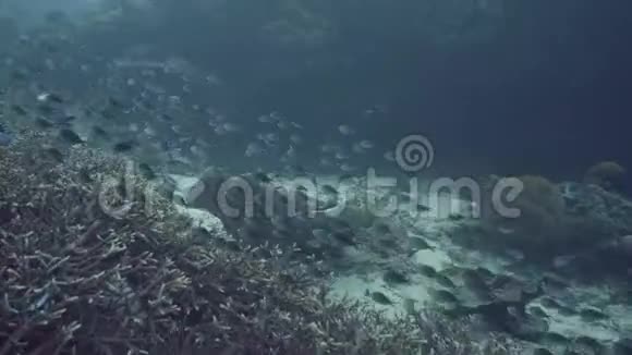 海鱼在海底海底的珊瑚礁和海藻上游泳蓝色海洋中的热带鱼在珊瑚上的粪便视频的预览图