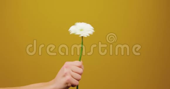 一只雄性的手在框架的中心握着一朵花等待然后在黄色的背景下清除孤立礼品视频的预览图