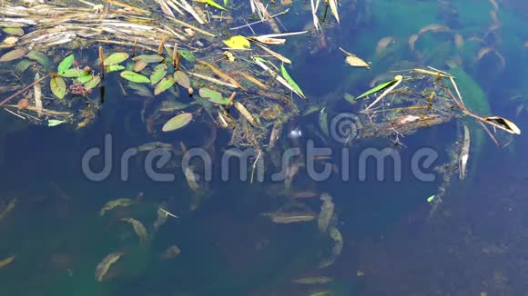 枯叶和藻类在河里流动的水视频的预览图