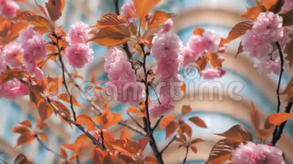 特写慢镜头春天的桃花在风中摇曳现代建筑在视频的预览图