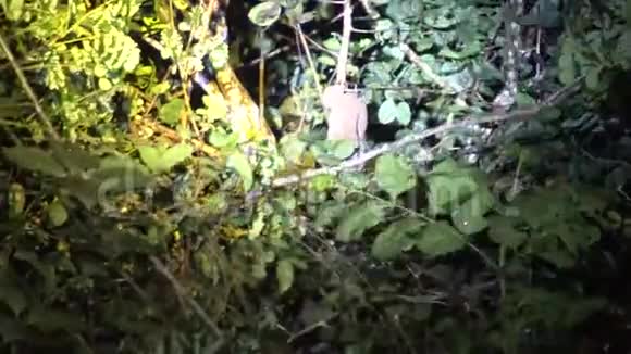 在树上慢慢的洛丽在夜晚视频的预览图
