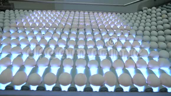 鸡蛋正沿着家禽养殖场的传送带移动视频的预览图